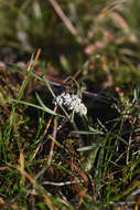 Image de Lomatium gormanii (T. J. Howell) Coult. & Rose