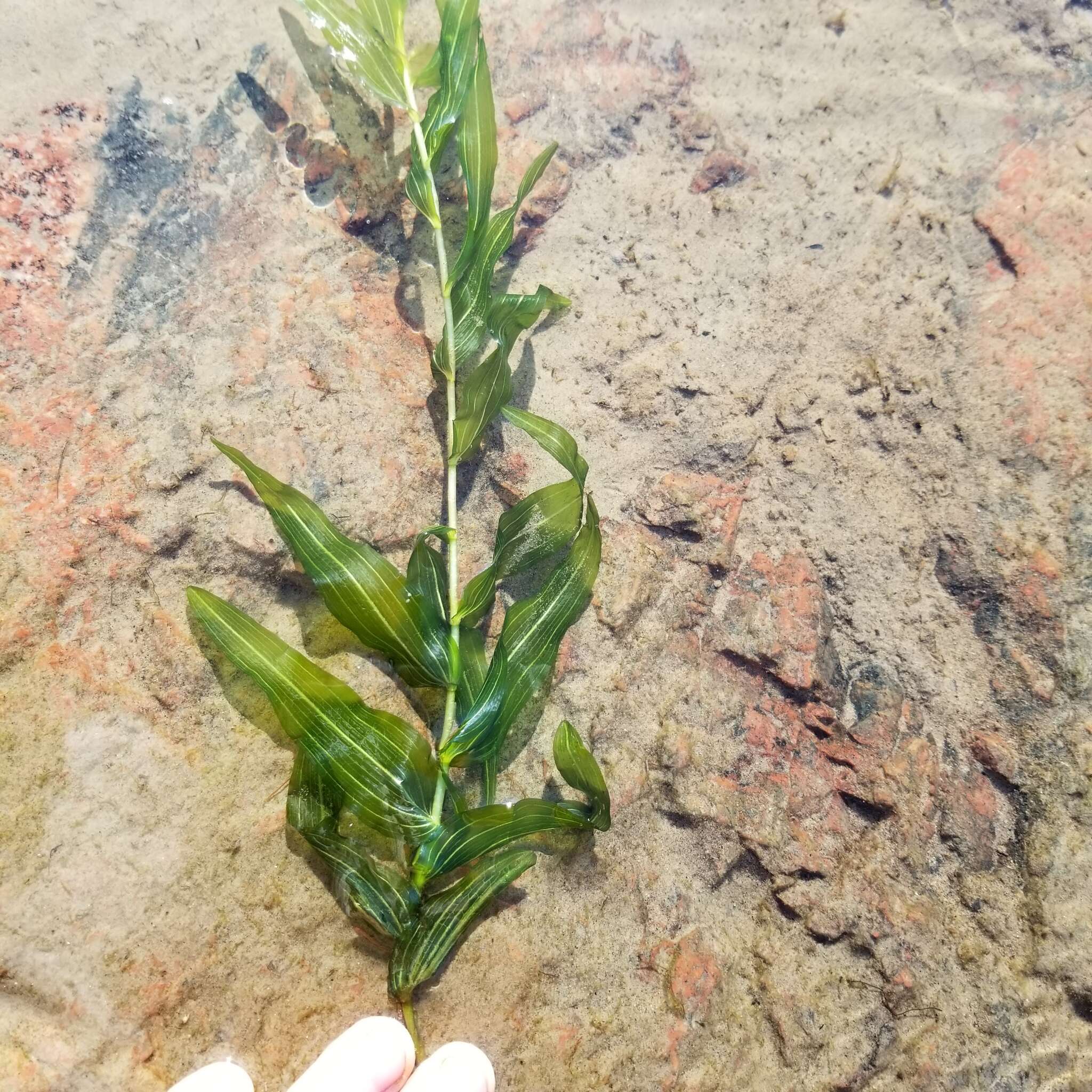 Image of Long-stalked Pondweed