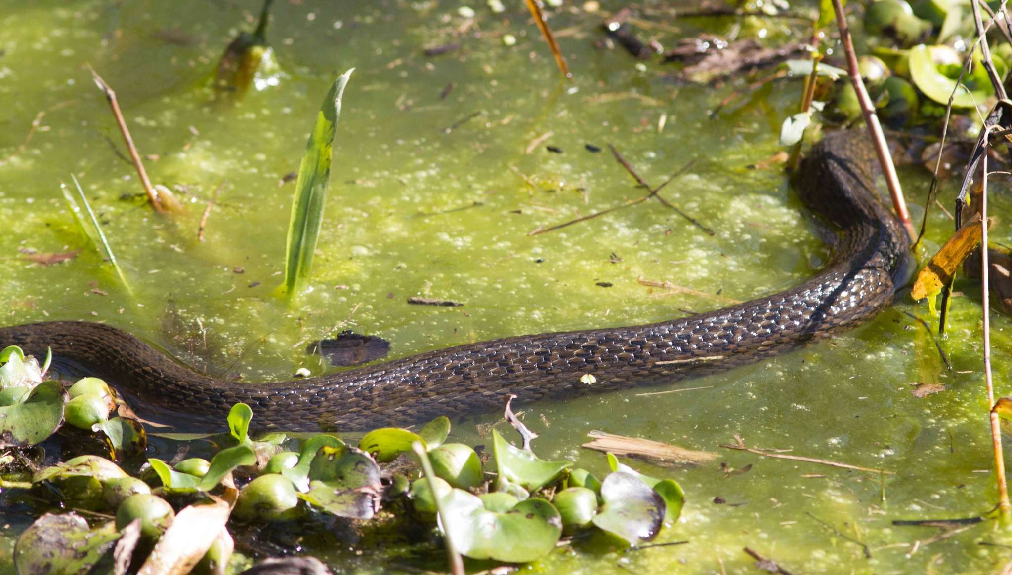 Image of Mississippi Green Water Snake