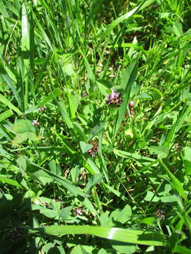 Image of whitetip clover