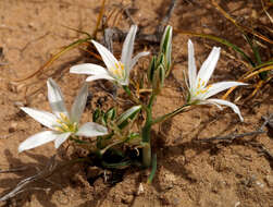 Image de Ornithogalum neurostegium Boiss. & Blanche