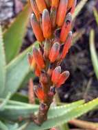 Aloe succotrina Weston resmi