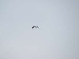 Image of Long-winged Harrier