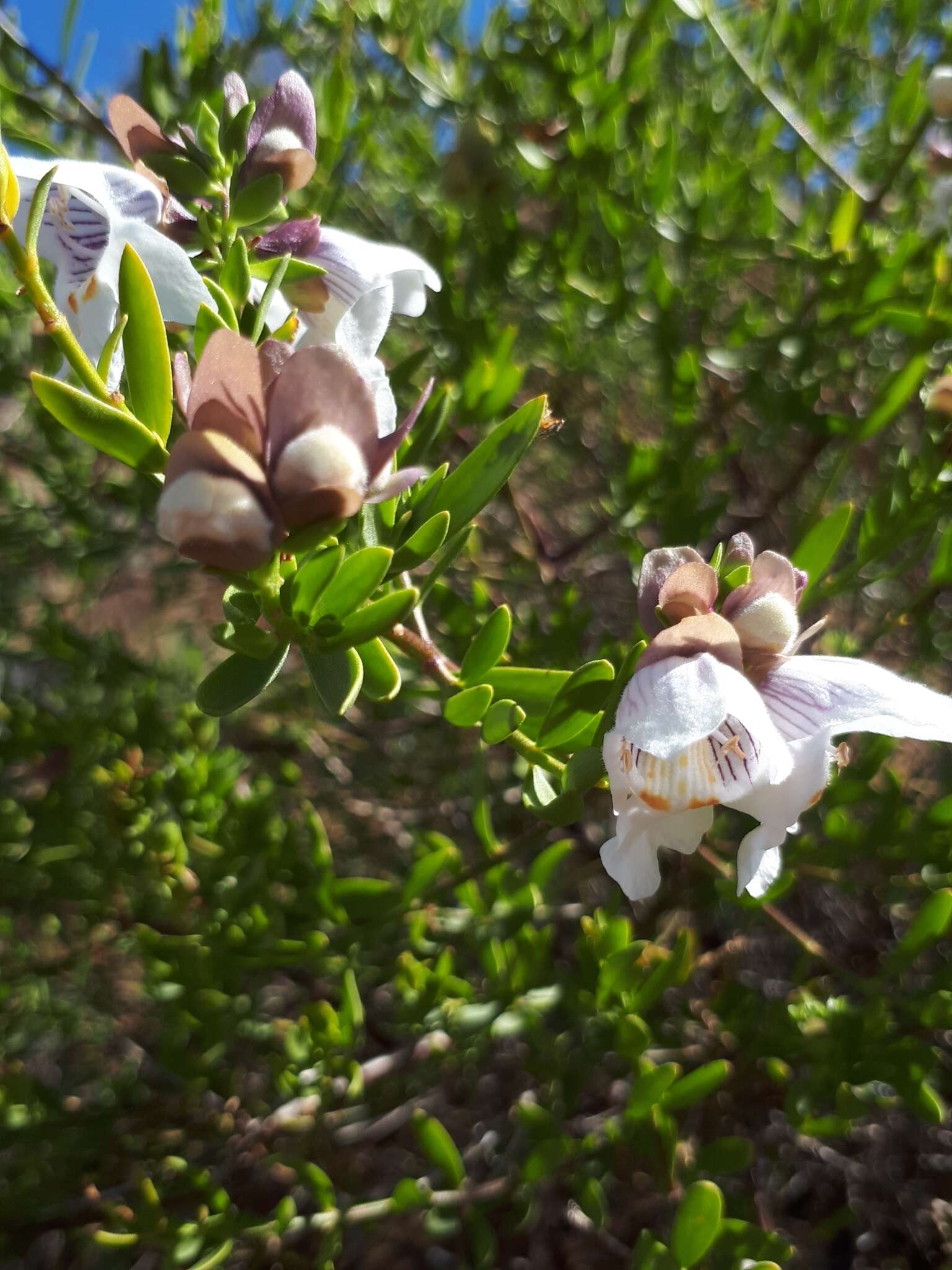 Imagem de Prostanthera striatiflora F. Muell.