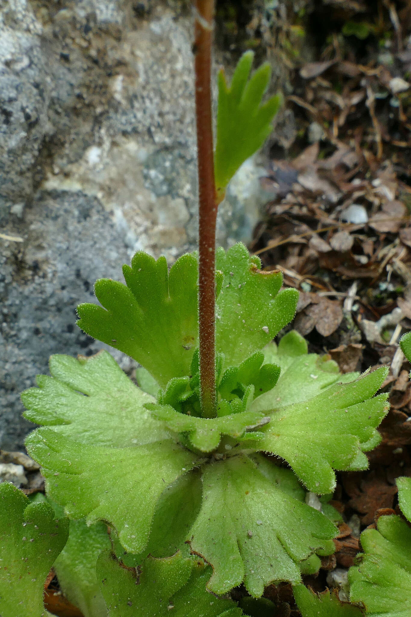 Sivun Saxifraga pedemontana All. kuva