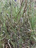 Image of bluehead gilia