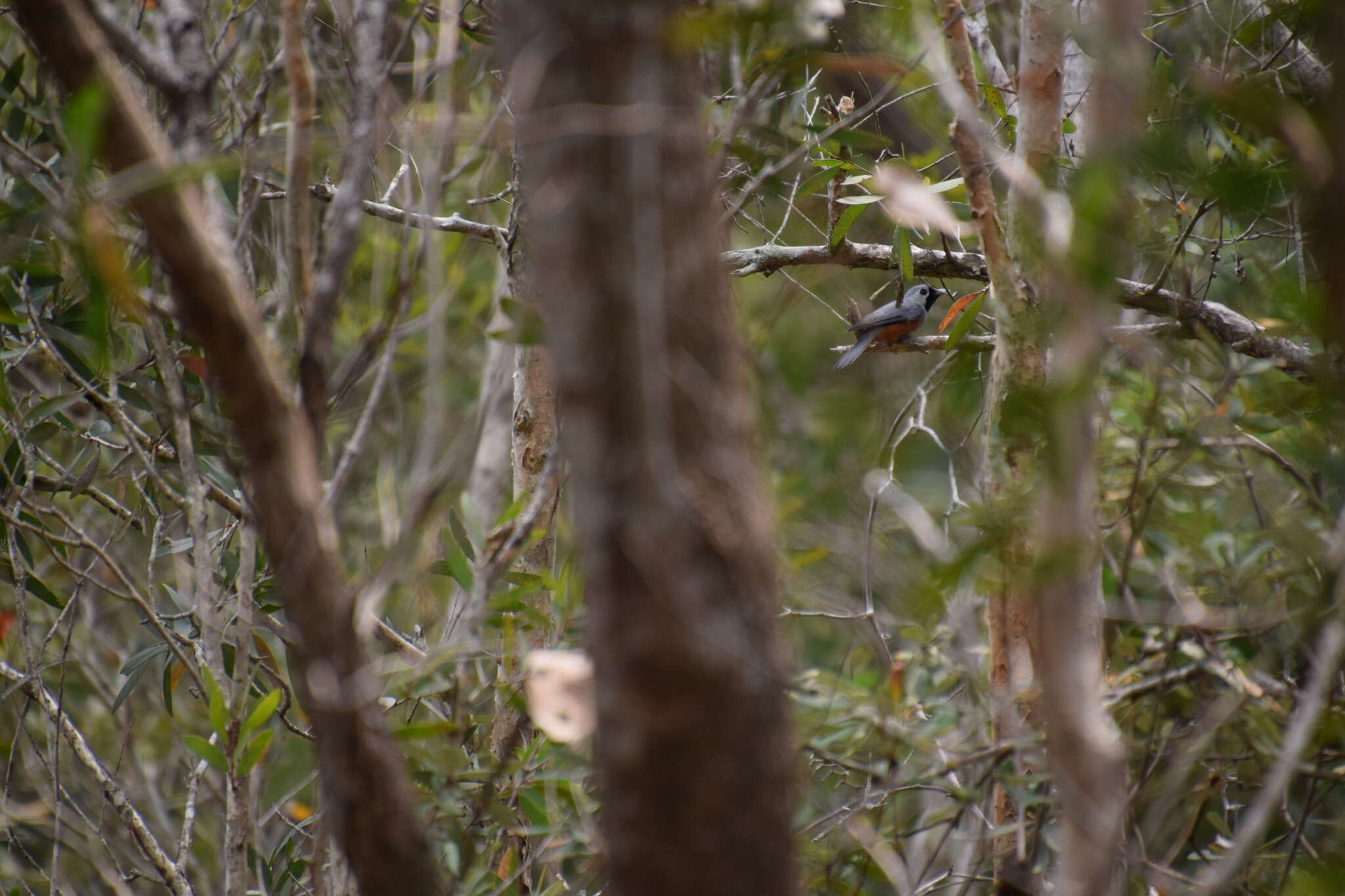 Image of Black-faced Monarch