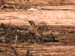 Imagem de Cinclosoma castaneothorax Gould 1849