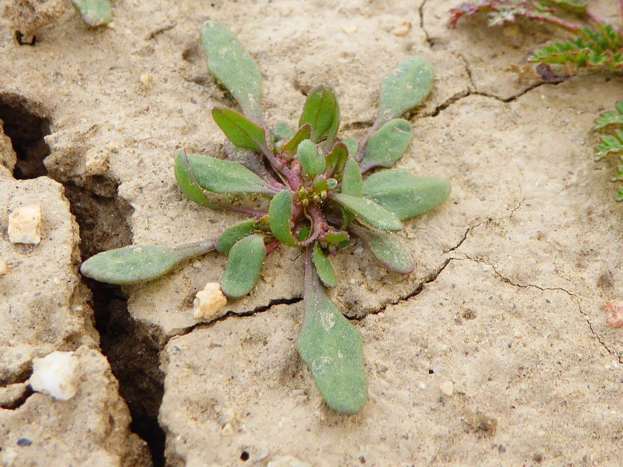 Image of Nuttall's Poverty-Weed