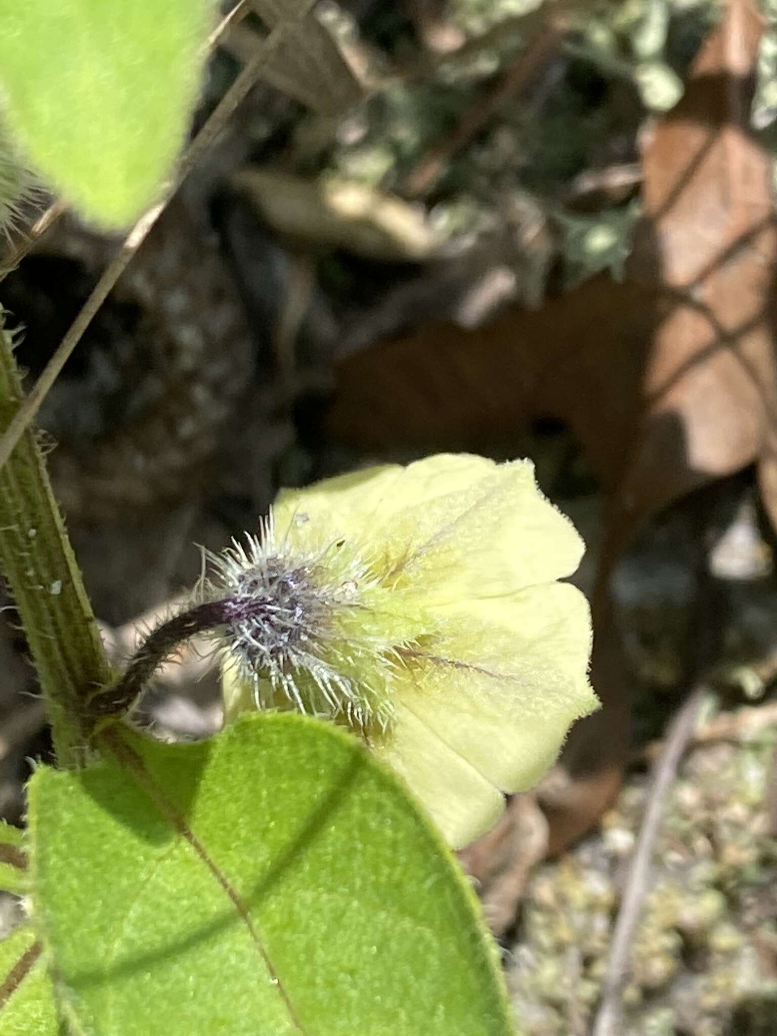 Image of sword groundcherry