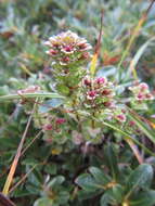 Image of Oakes' eyebright