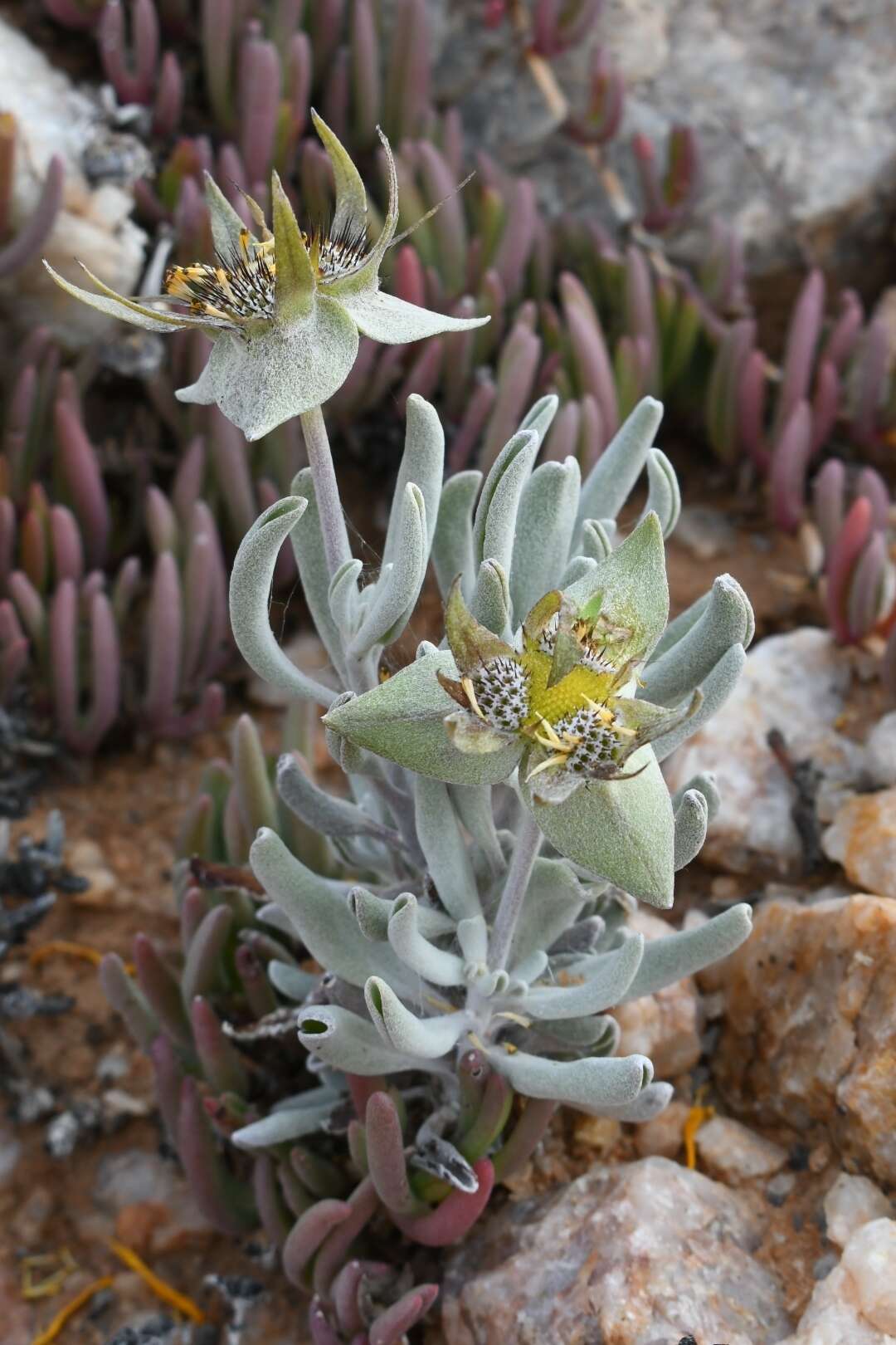 Image de Didelta carnosa var. tomentosa (Less.) Rössl.