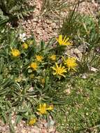 Image of pygmy goldenweed