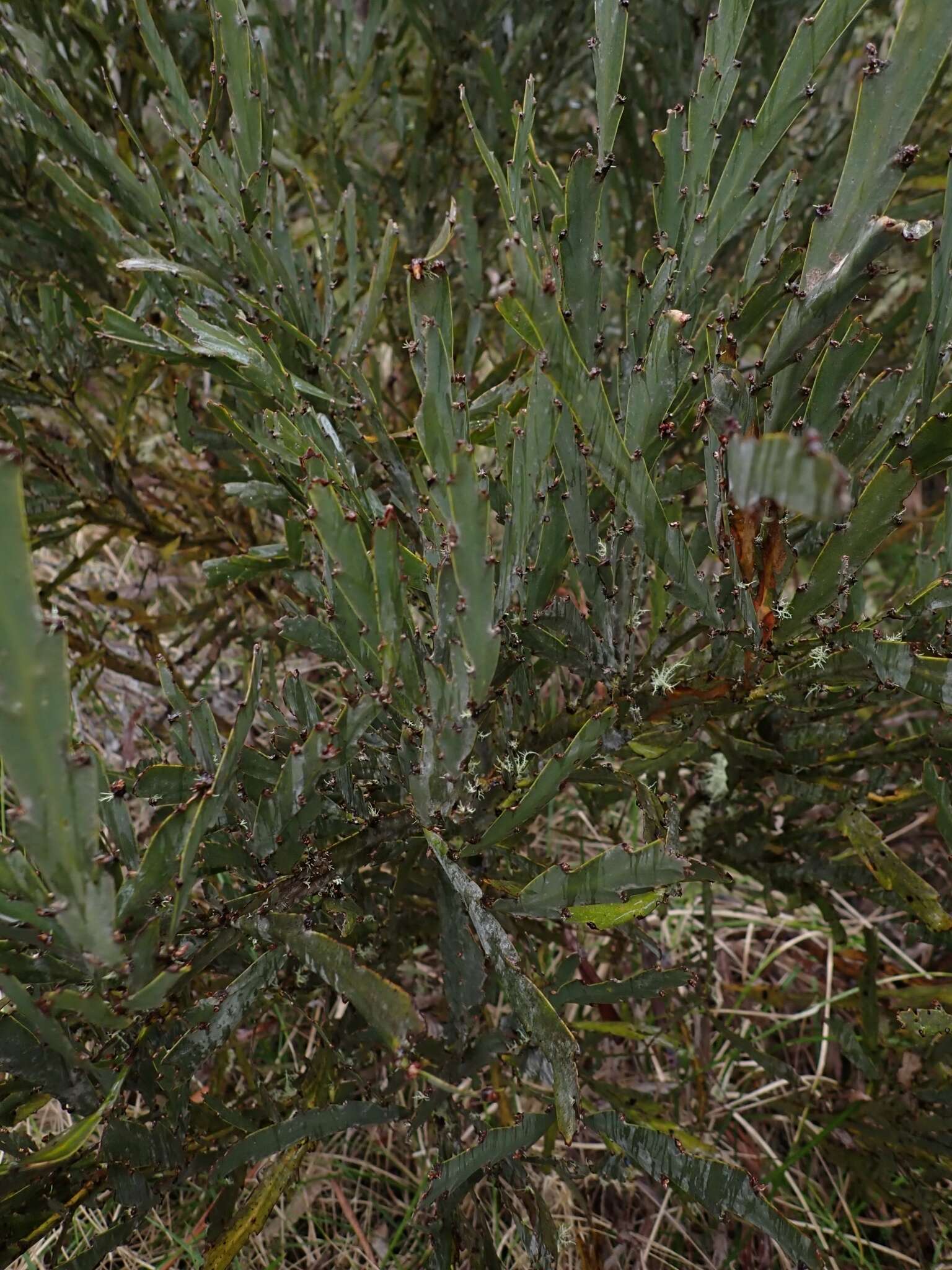 Sivun Bossiaea bracteosa Benth. kuva