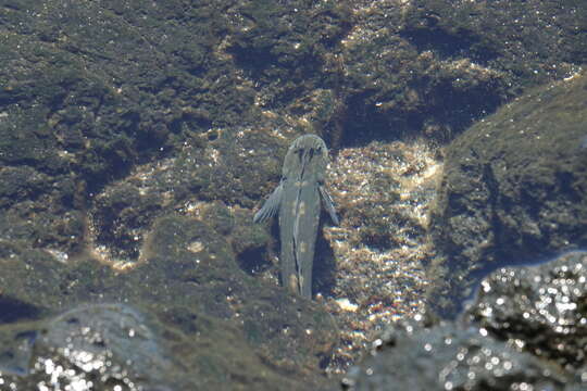 Image of Zebra Blenny