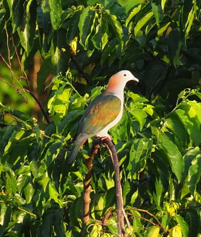 Ducula aenea paulina Bonaparte 1854 resmi