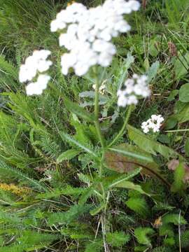 Image of common yarrow