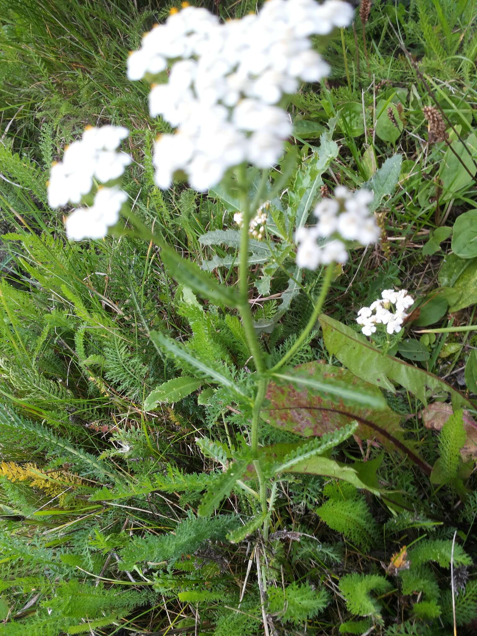 Sivun Achillea millefolium subsp. millefolium kuva