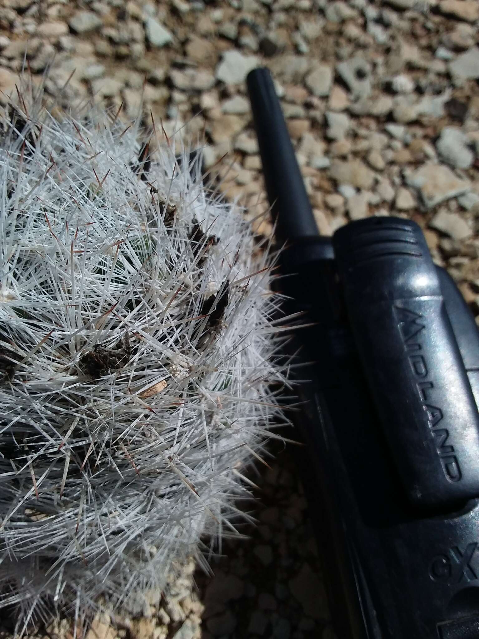 Image of Carpet Foxtail Cactus