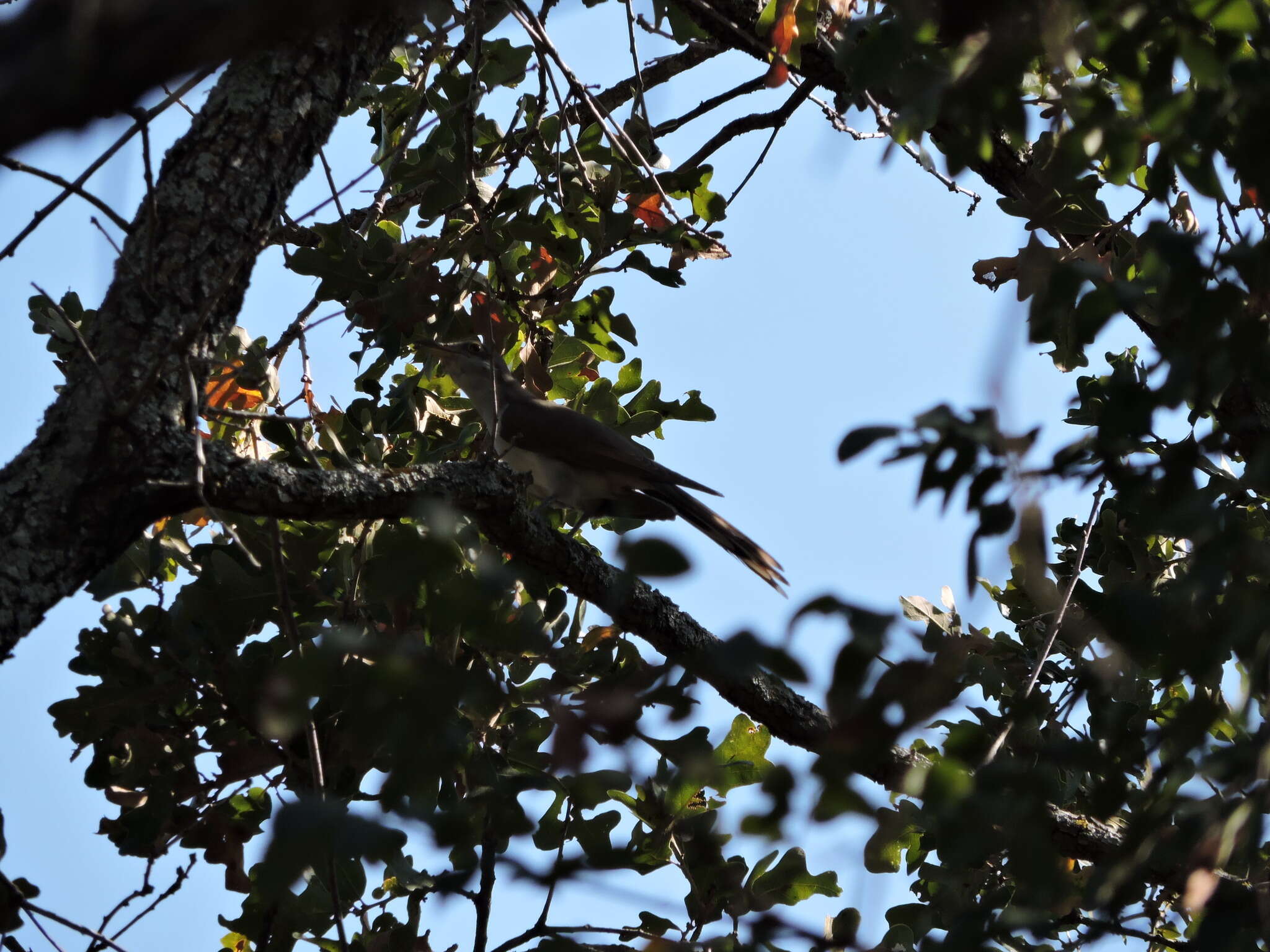 Image of Yellow-billed Cuckoo