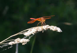 Sympetrum croceolum (Selys 1883) resmi