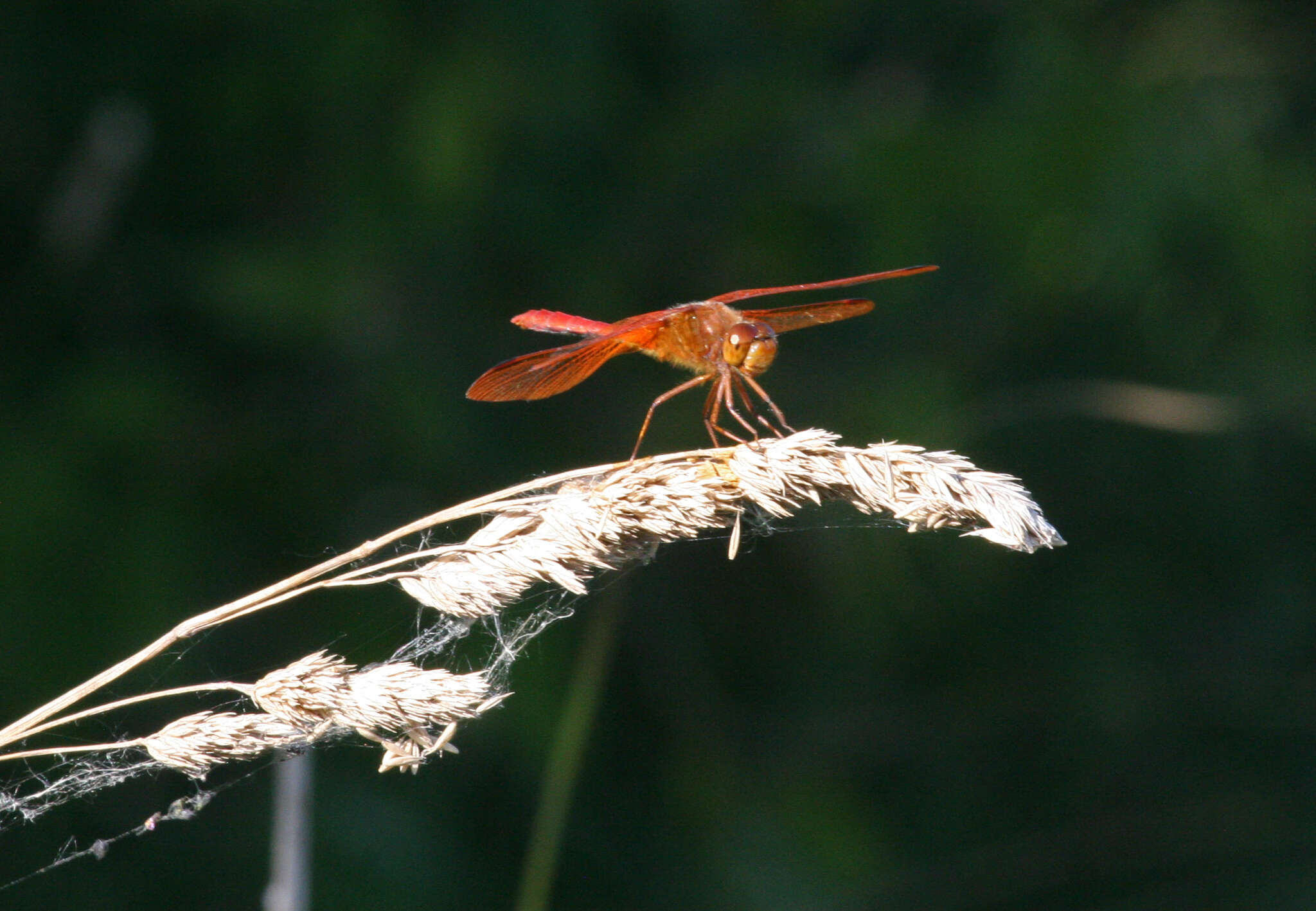 Image of Sympetrum croceolum (Selys 1883)