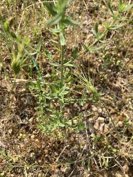 Image of Hypericum perforatum subsp. veronense (Schrank) A. Fröhlich