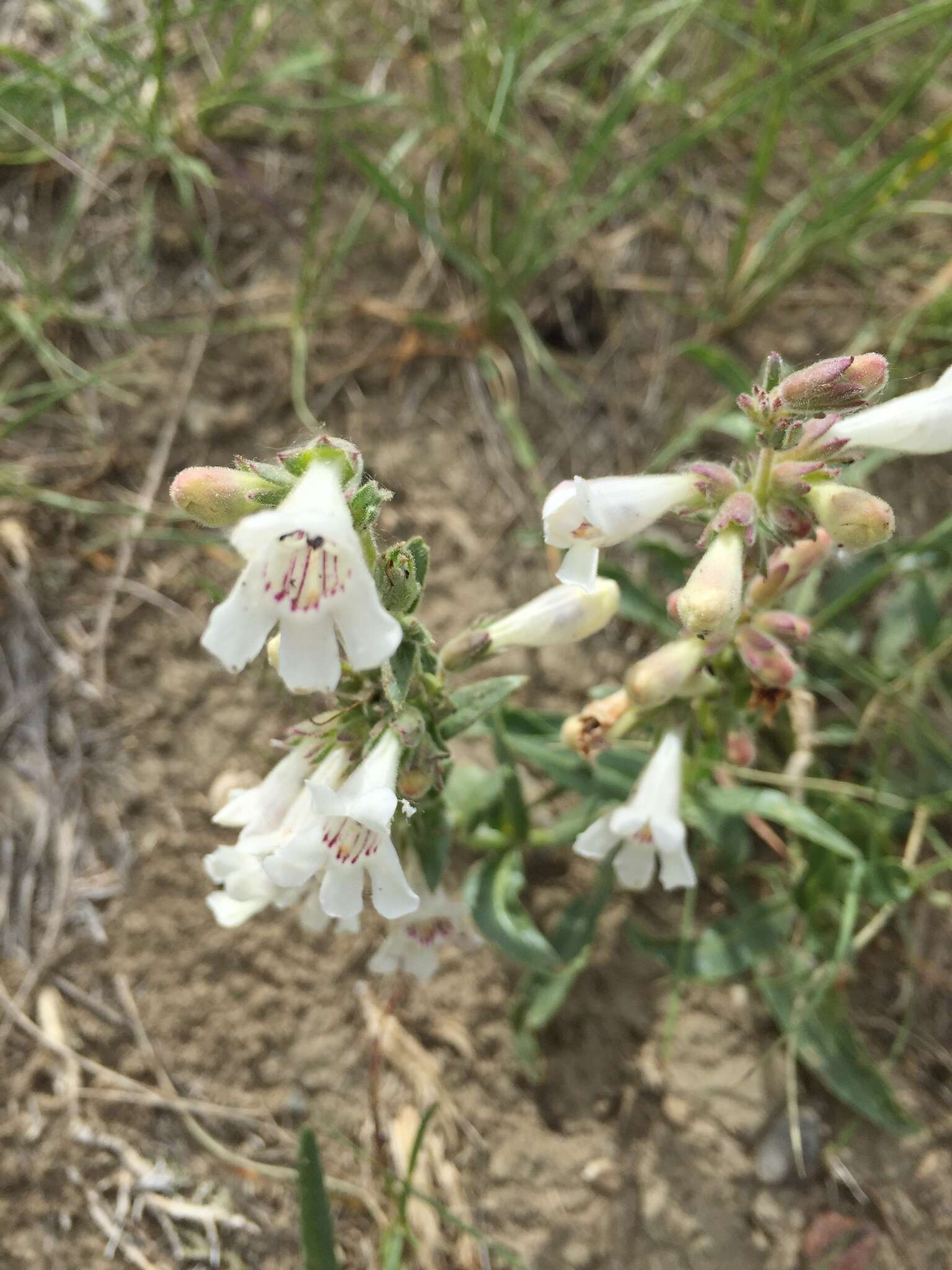 Image de Penstemon albidus Nutt.