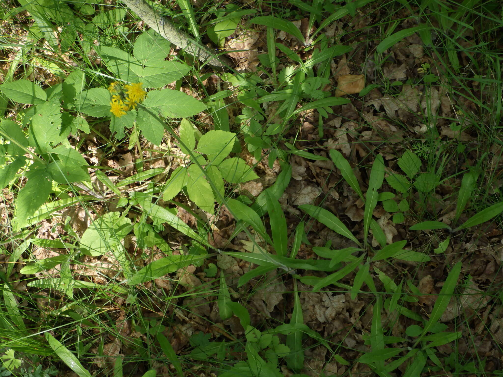 Image of Pilosella onegensis Norrl.