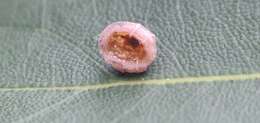 Image of Pink wax scale