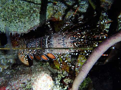 Image of Guinea Chick Lobster