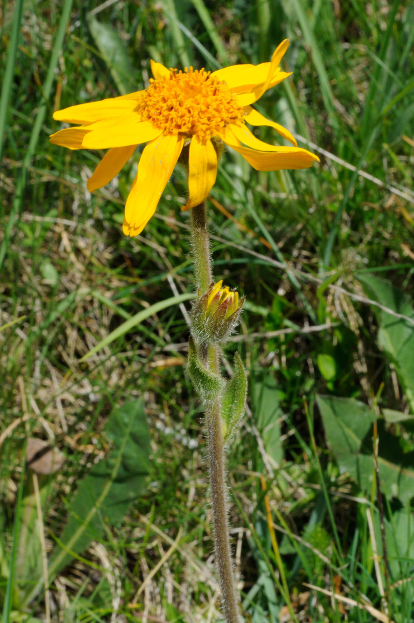 Image of mountain arnica