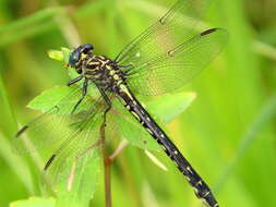 Image of Elusive Clubtail