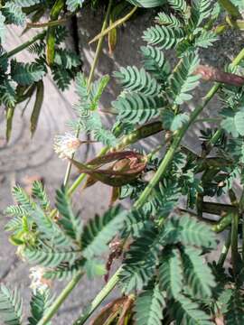 Desmanthus acuminatus Benth. resmi