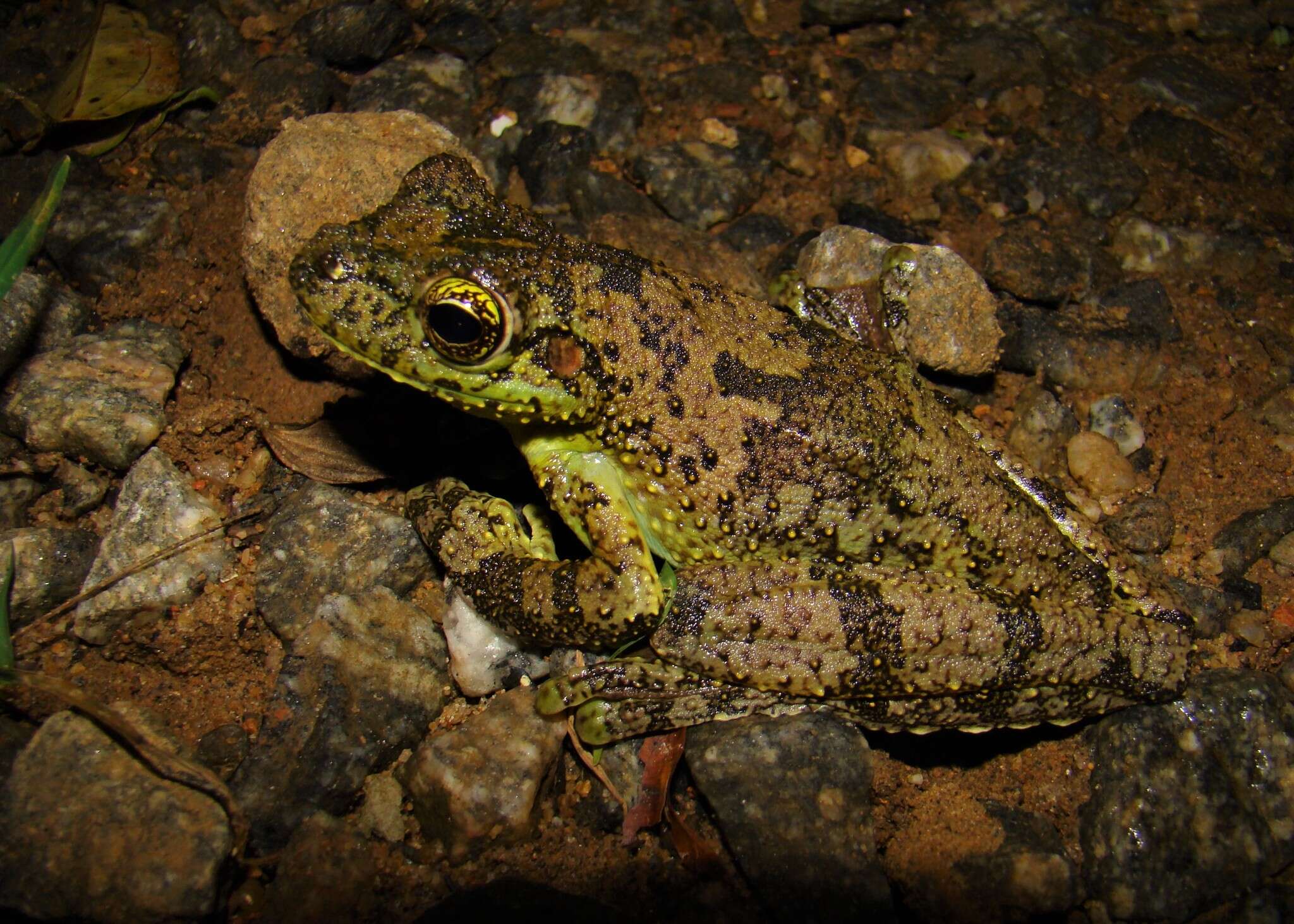 Image of Itapotihyla Faivovich, Haddad, Garcia, Frost, Campbell & Wheeler 2005