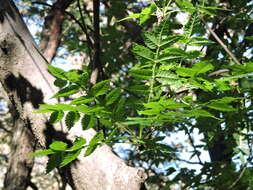 Image of Bursera penicillata (Sesse & Moc.) Engl.