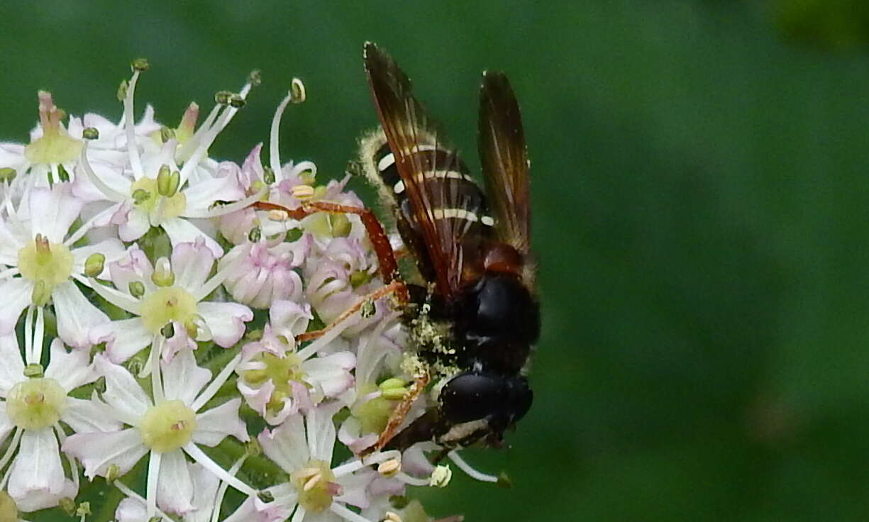 صورة Sericomyia lappona (Linnaeus 1758)