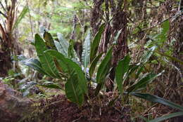 Image of Elaphoglossum macropodium (Fée) T. Moore