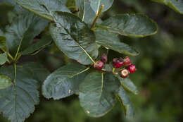 Chamaemespilus alpina (Mill.) K. R. Robertson & J. B. Phipps的圖片