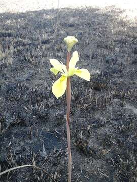 Image of Moraea hiemalis Goldblatt