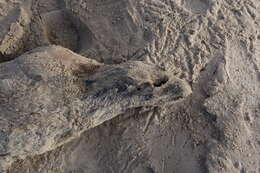 Image of bearded seal