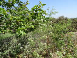 Image of poison hemlock