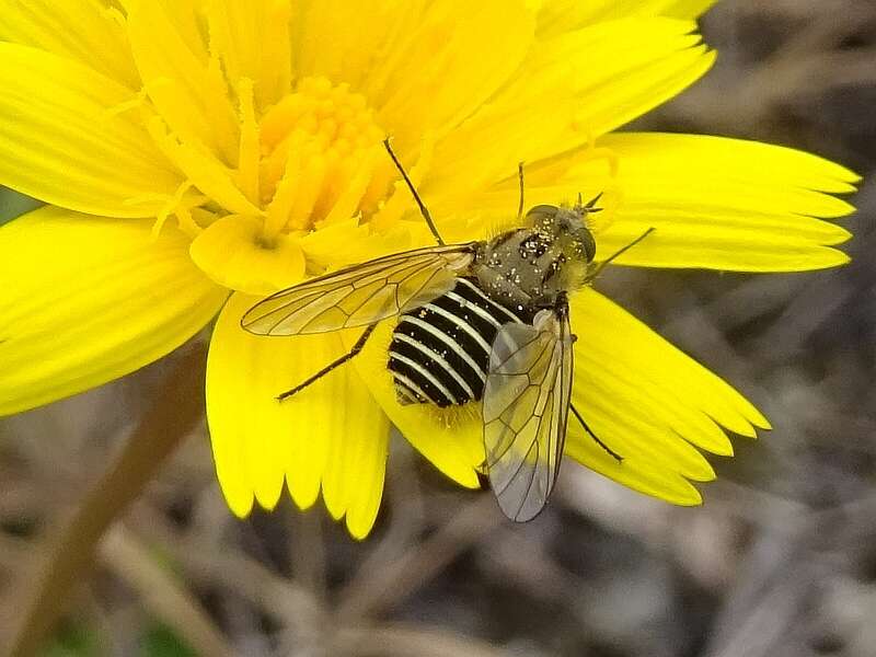 Image of Parageron incisa