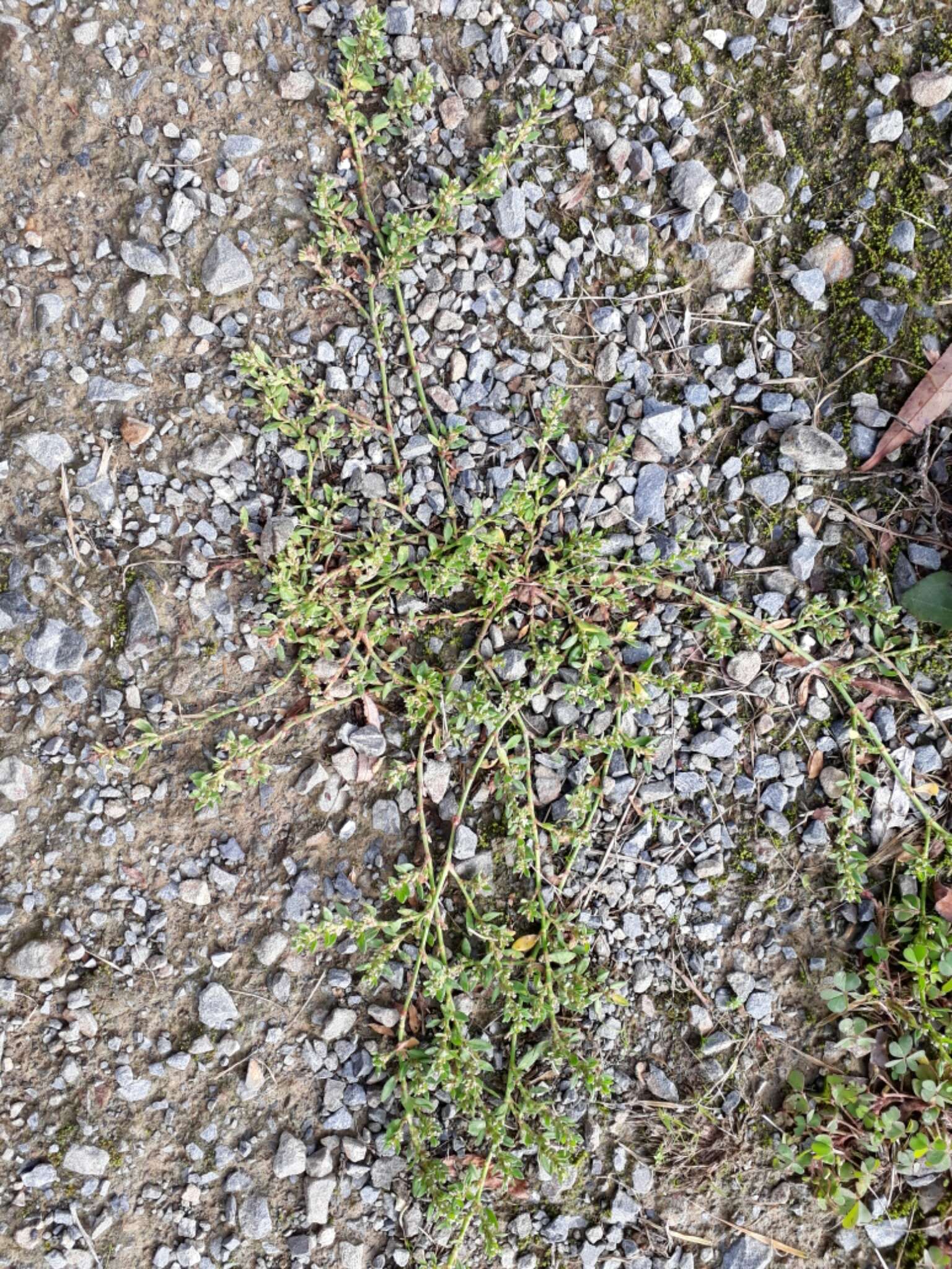 Polygonum arenastrum Boreau resmi