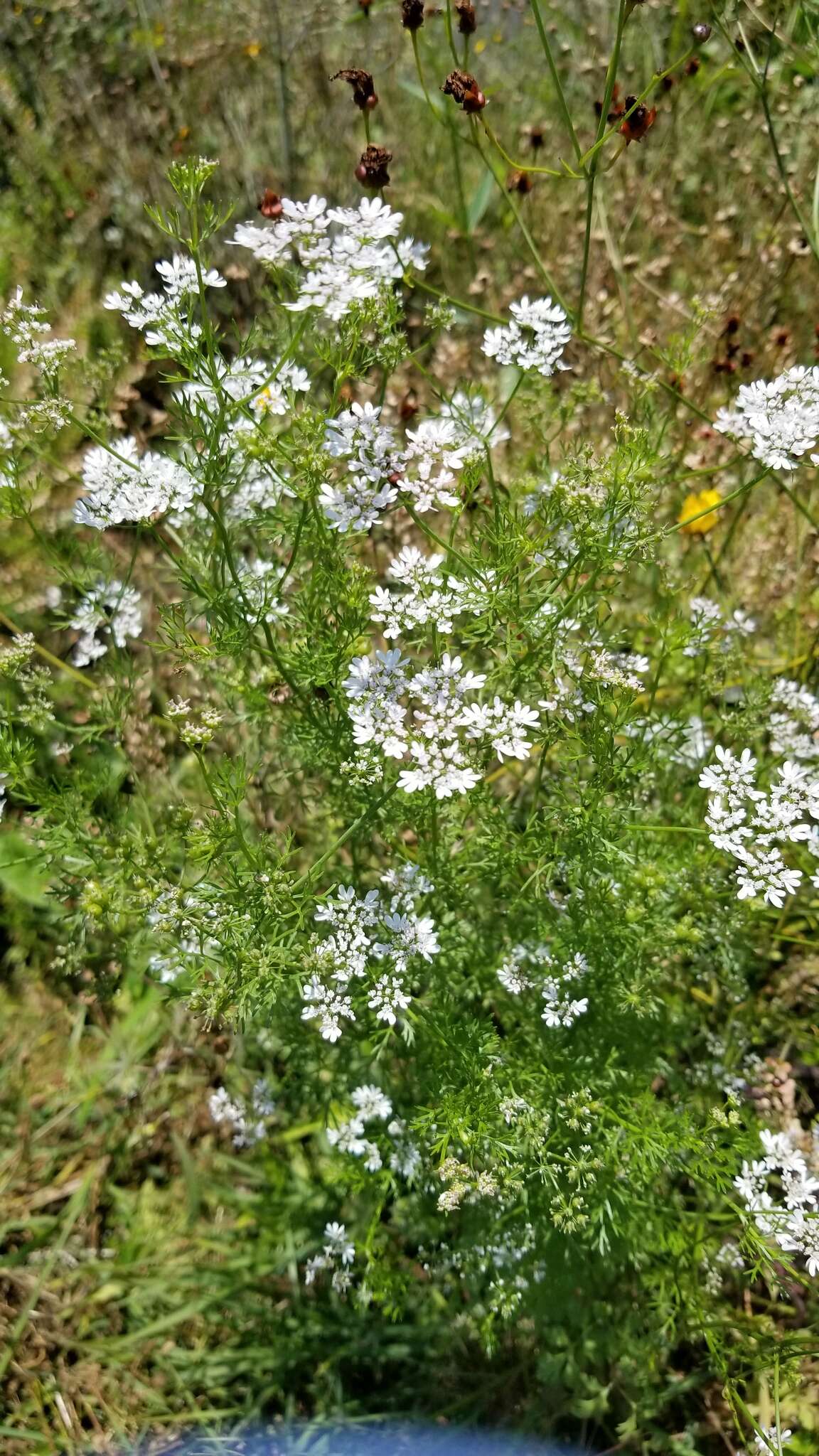 Image of coriander