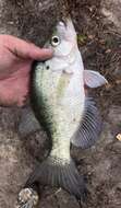 Image of White Crappie