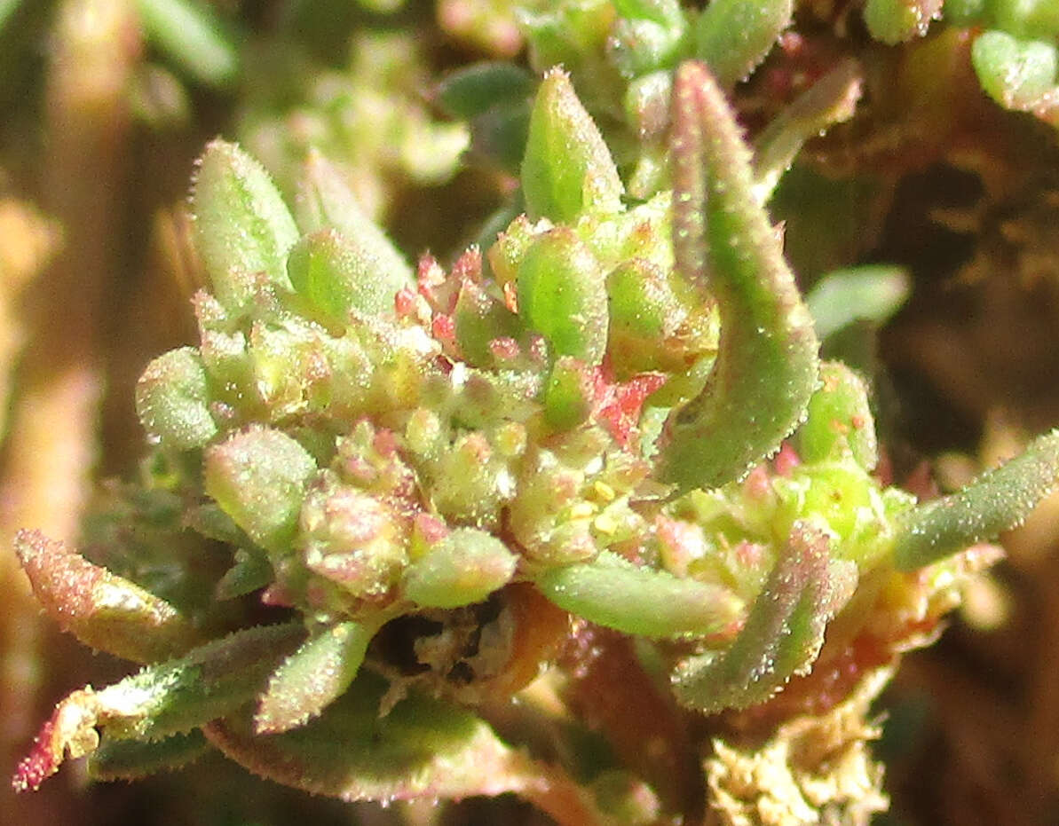 Image of Trianthema salsoloides var. transvaalensis (Schinz) Adamson