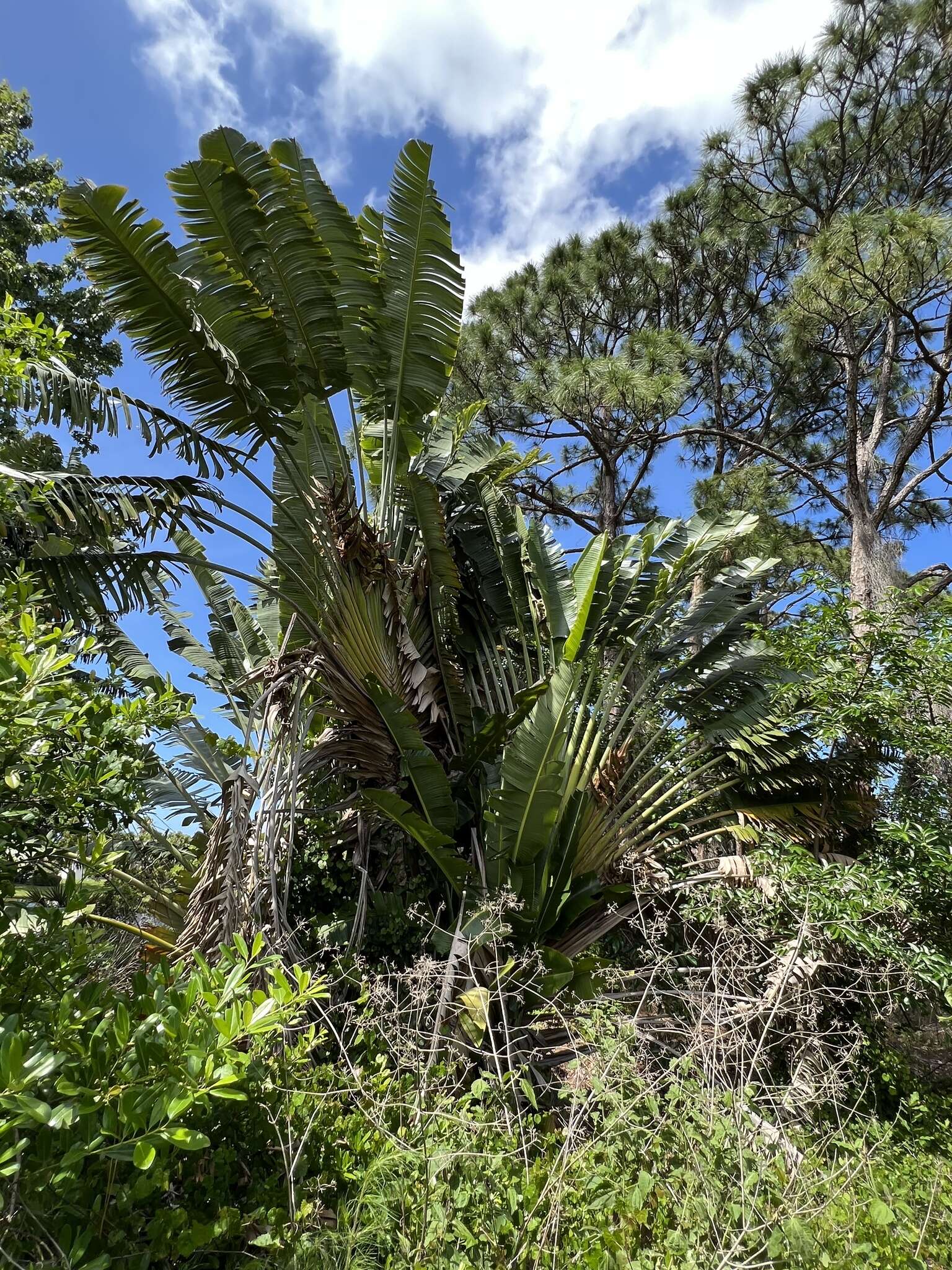 Image of Traveller's Tree