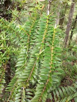 Sivun Veronica diosmifolia R. Cunn. kuva