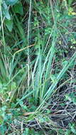 Imagem de Carex clavata Thunb.